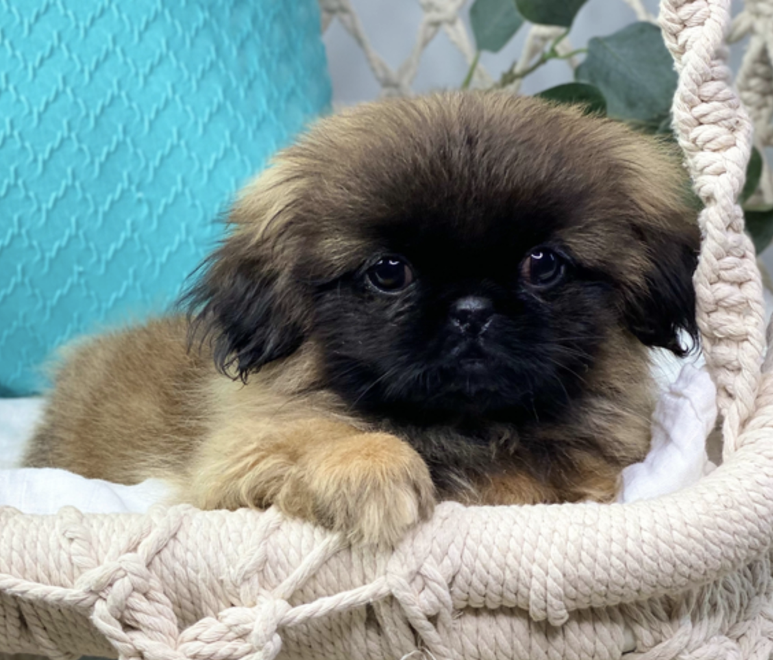 comprar cachorros sanos, baratos y asequibles para la venta